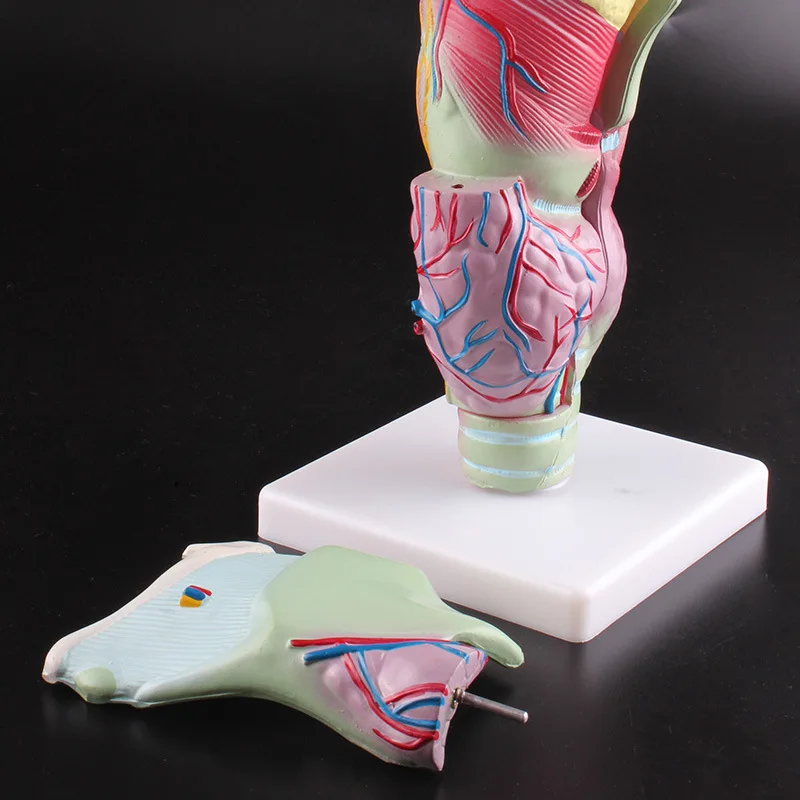 Увеличенная человеческая ларингеальная анатомическая модель имитация съемного