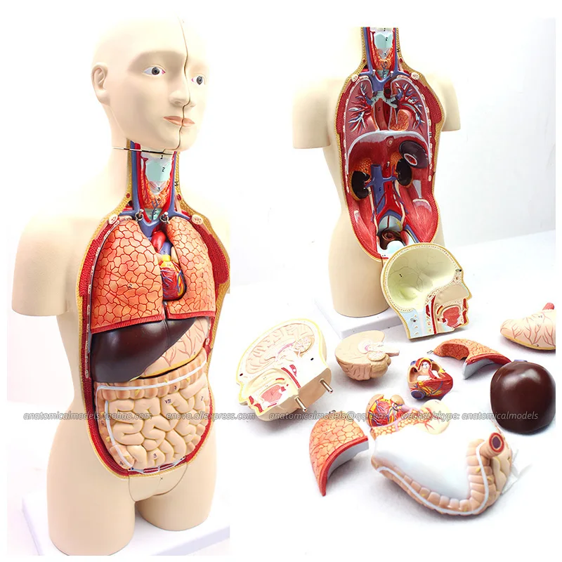 12014/45 см человека семейная туловище с 16 Запчасти орган анатомия медицинские