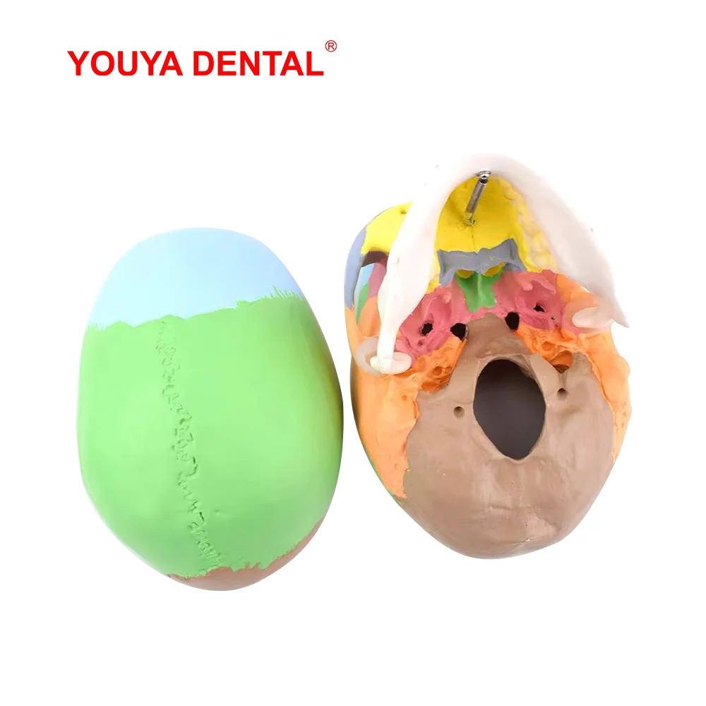 Анатомическая модель человеческого черепа для взрослых с полным стандартом