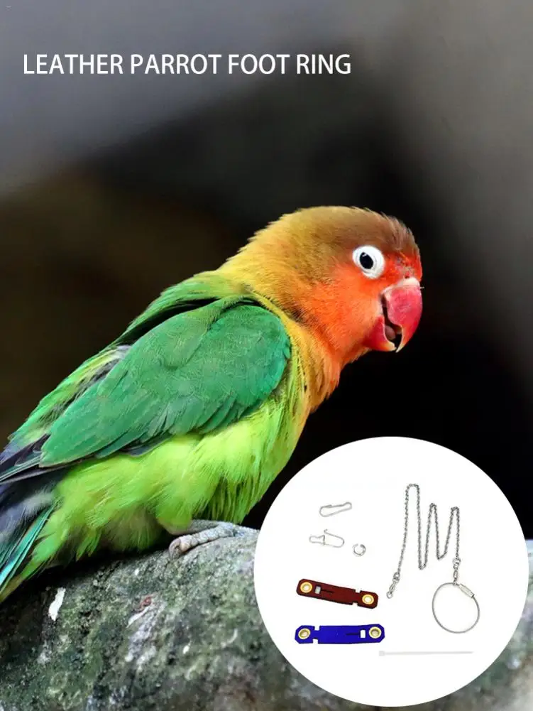 5 размеров 2 цвета Pet Parrot Leg Ring цепочка на лодыжку птица кольцо открытый Летающий обучение открытие активности нашест для птиц аксессуары