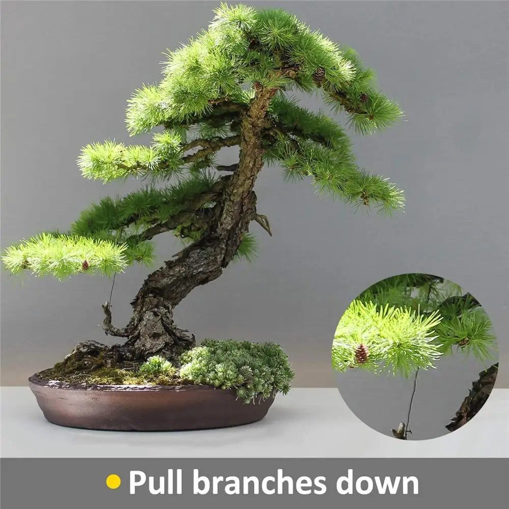 5 рулонов проводов бонсай анодированный алюминий тренировочная проволока с 3