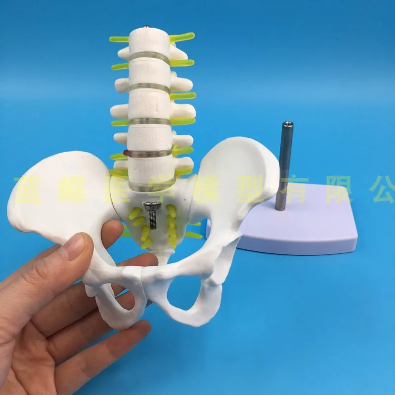 Мини Мужской анатомический таз с пятью секциями поясничная модель позвонков