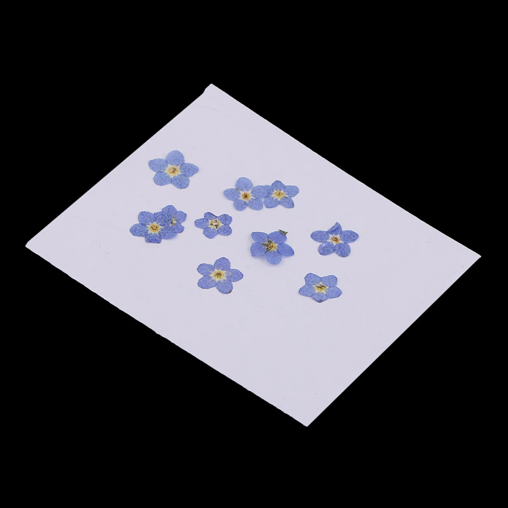 10 шт. натуральный прессованный высушенный цветок для художественного творчества