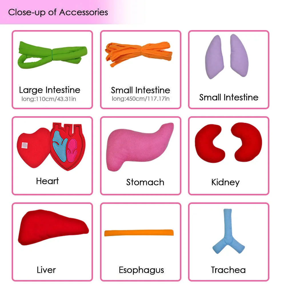 

Hot Child Education Organ Apron Anatomy Apron for Human Body Organ Awareness Educational D6