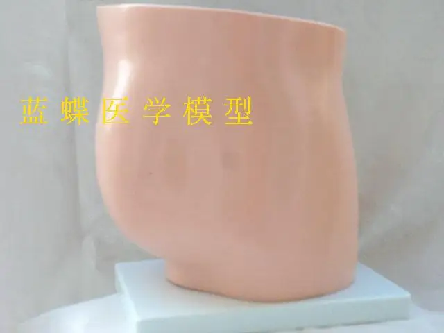 1:1 средняя сечение сагитта женской тазовой анатомии модель мочевой системы