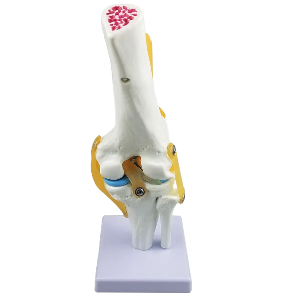 Estructura de esqueleto de anatom&iacute;a humana para articulaci&oacute;n de rodilla, modelo de laboratorio, demostraci&oacute;n-0