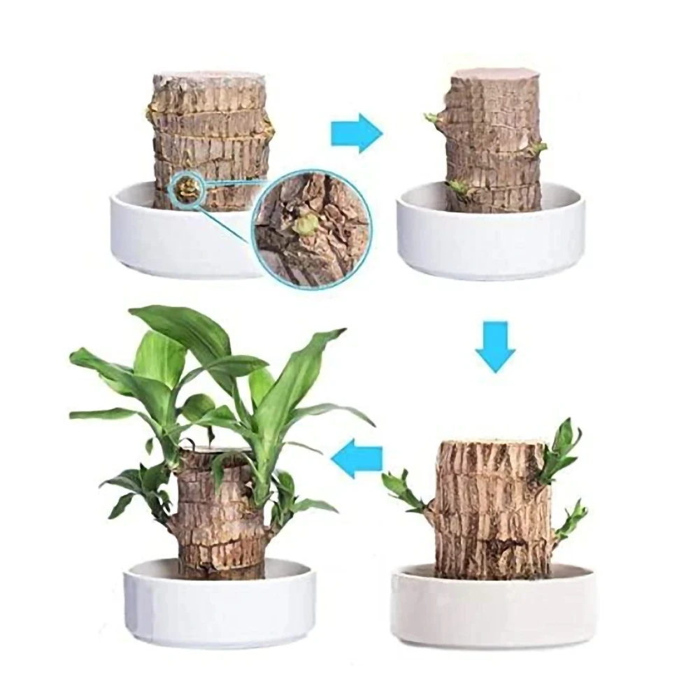

8cm Groot Potted Plant Stump Mini Brazil Lucky Badan Small Decoration Wood Hydroponic Min Plant Indoor Office Desktop Decoration