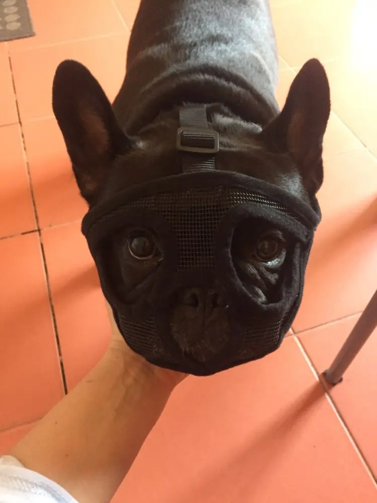 

Short Snout Pet Dog Muzzles Adjustable Breathable Mesh French Bulldog Pug Mouth Muzzle Mask Anti Stop Barking Supplies
