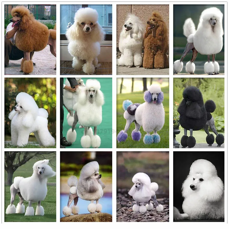 

5D DIY алмазная живопись собака Милая Пудель трава полная квадратная дрель искусственная вышивка крестиком Искусство ручной работы Декор