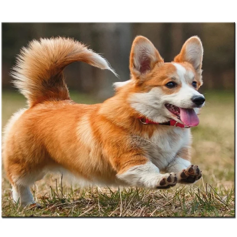 5d Вышивка крестиком алмазов картина вельш корги Алмазная вышивка Собаки Полный