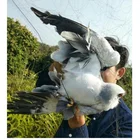 Сетка против птиц-хороший помощник для лесных садов, может предотвратить крупных птиц, сеть для птиц