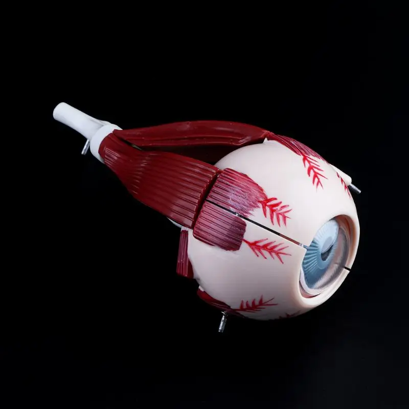 

3 Times Human Eyeball and Eyelid Skeleton Model Orbit Anatomical Study Display Teaching Resource Tool