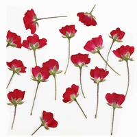 250pcs dried side pressed red chinese rose flower plant herbarium for jewelry bookmark postcard phone case invitation card diy