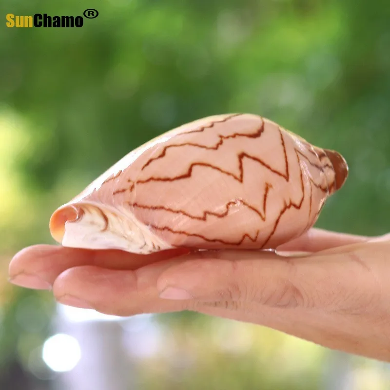 Живописный ракушка микро живописный DIY средиземноморская Дрифтинг Бутылка