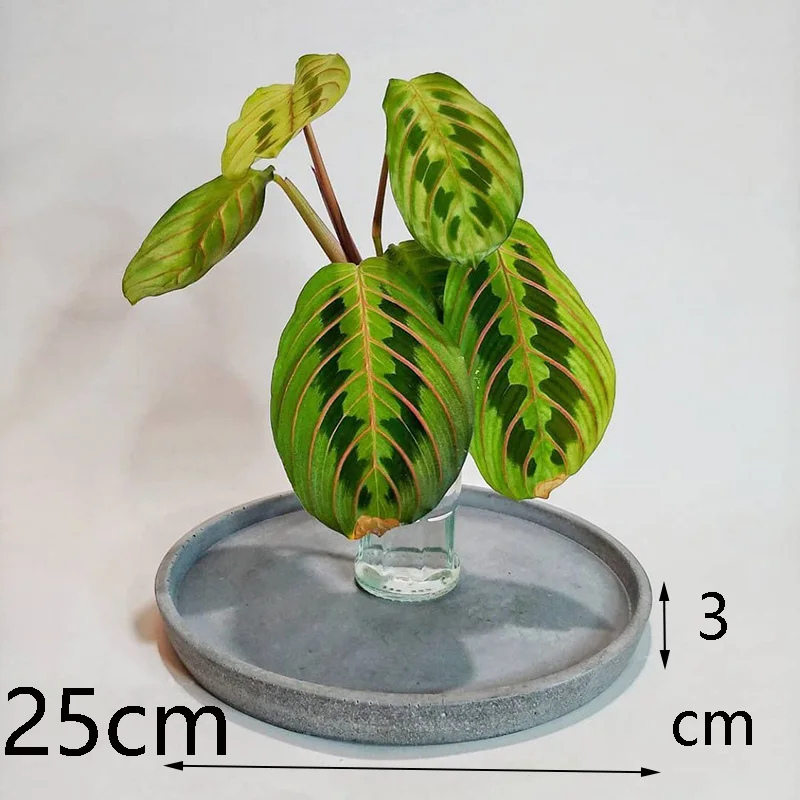 Бетонный лоток плесень с кружевной каймой большой Размеры круглый хранения