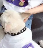 Йоркский Щенок Одежда для бульдогов собака и одежда владельца одежда для домашних животных для кошек одежда для больших собак для маленьких собак спортивная рубашка для щенка - Цвет: Белый