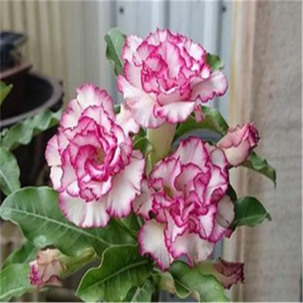 1 шт. Adenium Obesum цветок накладные цветы бонсай растения Цветочный горшок имитация