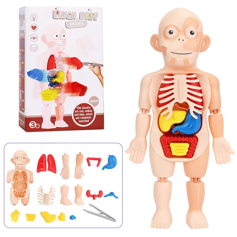 

Creative Human Torso Body Model Kids Doctor Toys Anatomy Anatomical Medical Internal Organs for Teaching Play House Dropshipping