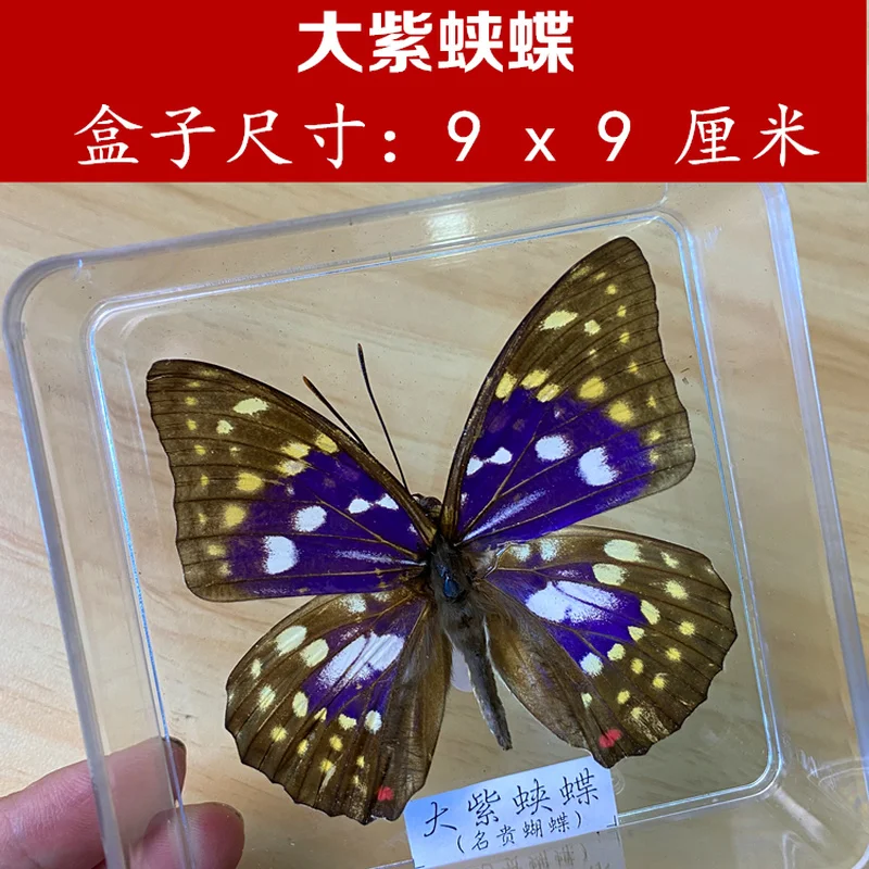 Real Butterfly Specimens Transparent Boxed Insects Spreading Wings Interior Decoration Ornaments Handmade Gifts | Дом и сад