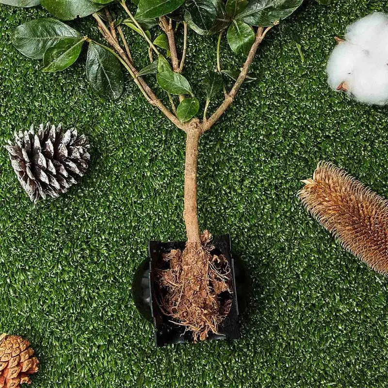 

20PCS Reusable Plant Rooting Equipment Kit-High Pressure Breeding Ball Box (S) Breeding Equipment