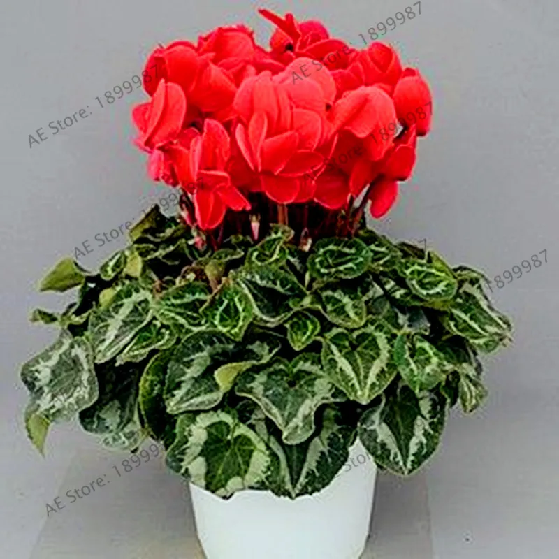 200 шт./пакет семена цикламена многоцветные цикламенские Цветочные растения