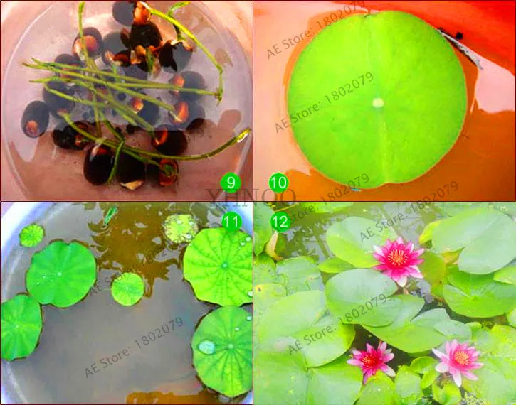Hot Sale!5pcs Bowl Lotus plantas Hydroponic Plants Aquatic Plants Flower Pot lotus Water Lily flores Bonsai Home Garden, Garden