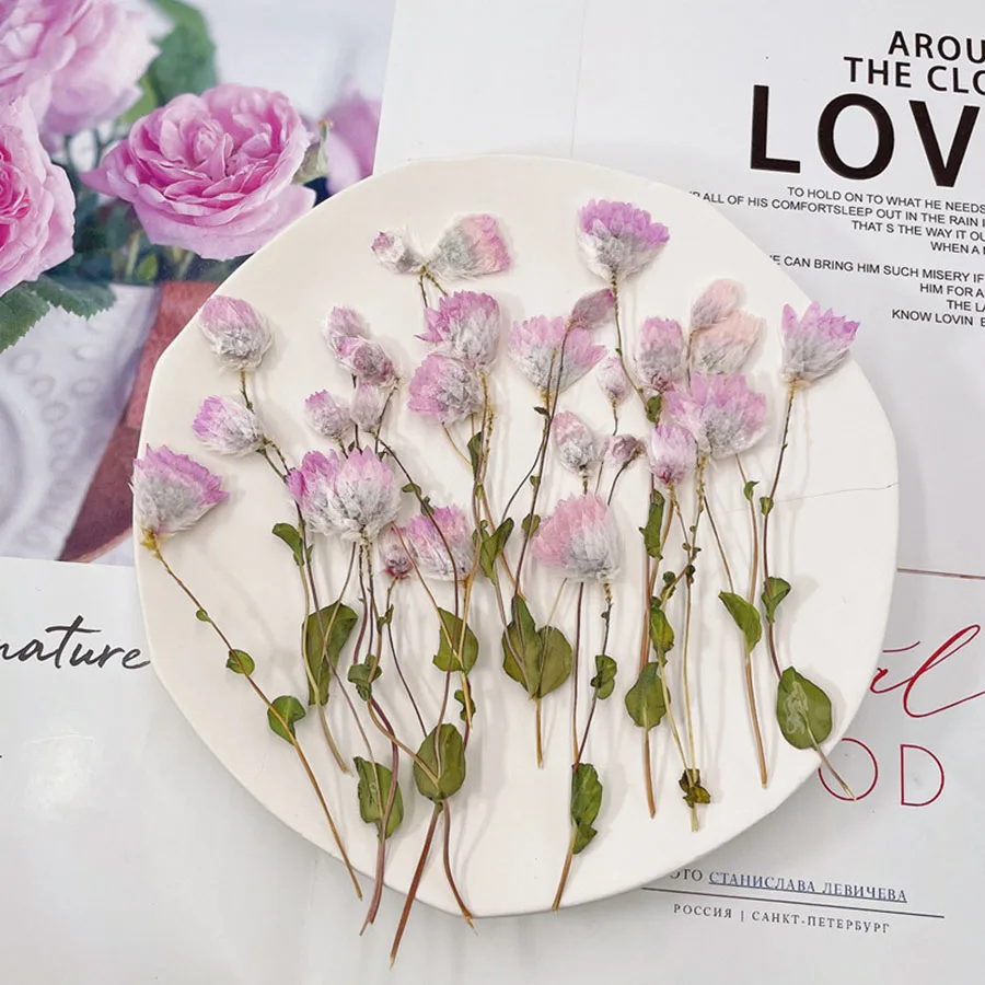 120 шт. прессованный высушенный Rhodanthe Manglesii цветок гербарий из растений для