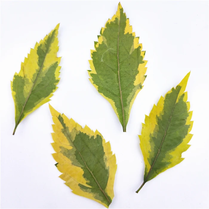 21 искусство природные прессованные листья в смешанпосылка настоящее растение