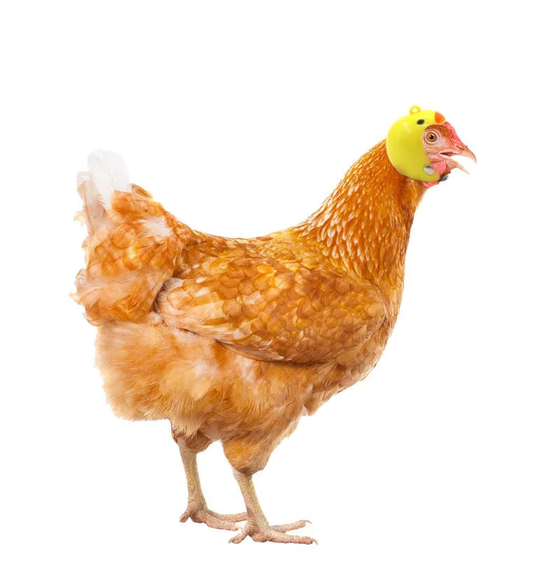 1 шт. шлем для цыплят оборудование домашних животных птицы утки перепелов