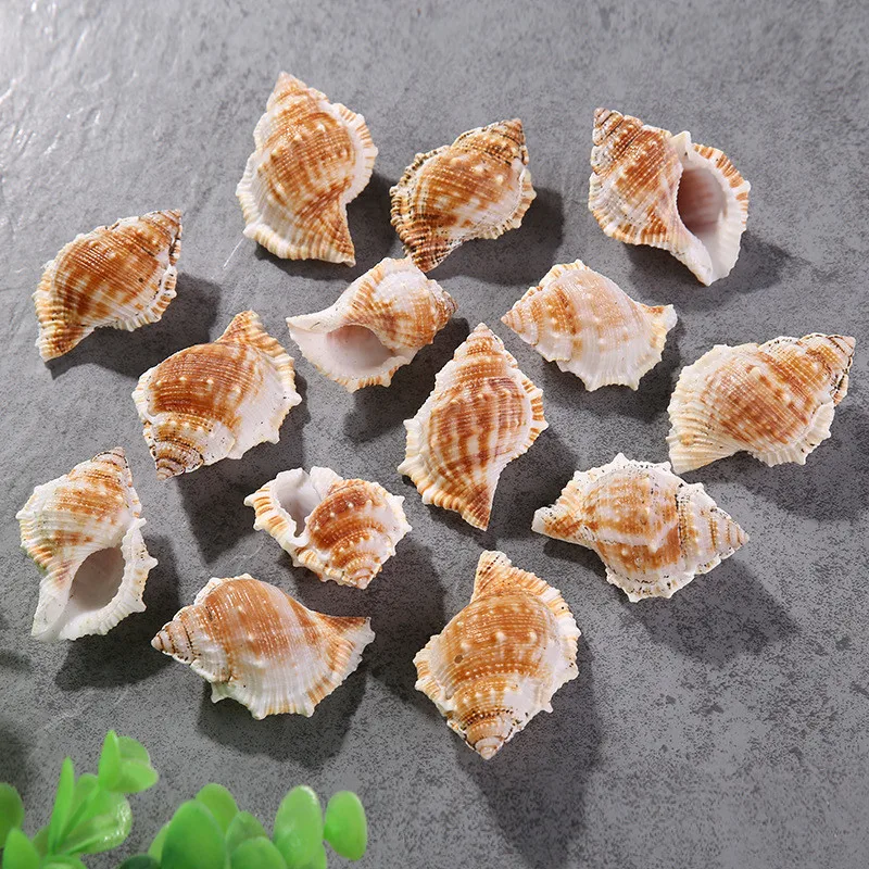 

1PC Marine Natural Short Spiny Conch Mediterranean Ocean Shell Decorative Fish Tank Aquarium Ornaments Home Decor