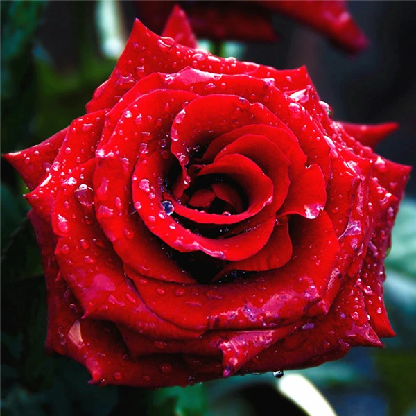 flower 4037 AZQSD Алмазная Вышивка Цветы ручная работа алмазная картина Роза картина Стразы Алмазная мозаика домашний декор ремесла подарок - Цвет: flower 4037