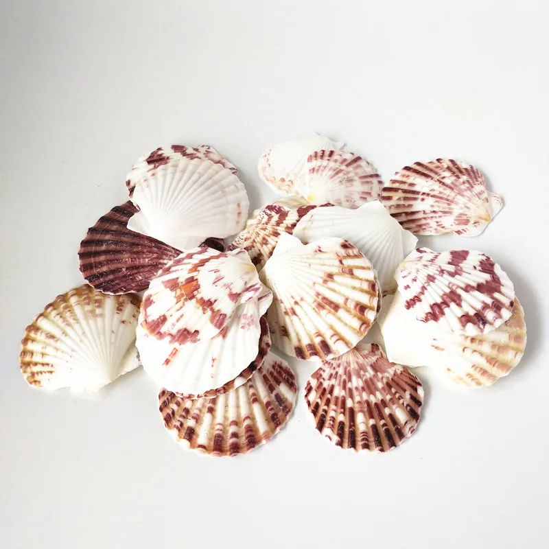 

100pc/Bag Sea Shells Schelpen Coquillage Conchas Shell For Home Decoration Babylon Nautical Home Marine Decor 4-7cm Scallop