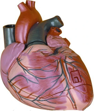Фото - Анатомическая модель сердца, обучающая модель v-am015, модель органа, медицинская модель модель