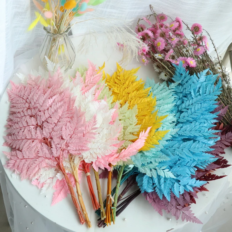 10 шт. папоротники сухие натуральные свежие консервированные растения Вечные