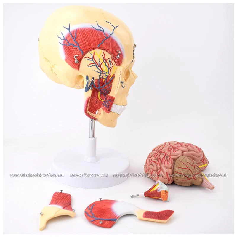 CMAM/13007 Brain- Anatomy of masticatory muscles 5parts Medical Brain Anatomical Human Model | Канцтовары для офиса и дома
