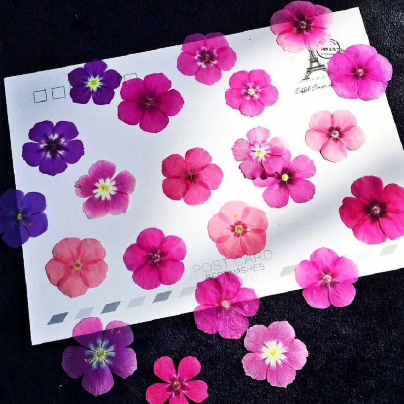 

60 шт. прессованный высушенный смешанные Phlox Drummondii цветок гербарий из растений для украшения Почтовые открытки Закладка для книги чехол для ...