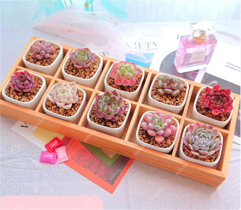 Литопс 300|Цветочные горшки и кадки| |