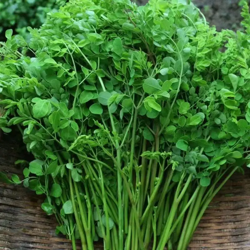 

Pure Natural Moringa Powder extract flat tummy tea with seed oil for face cold pressed plant leaves organic moringa leaf powder