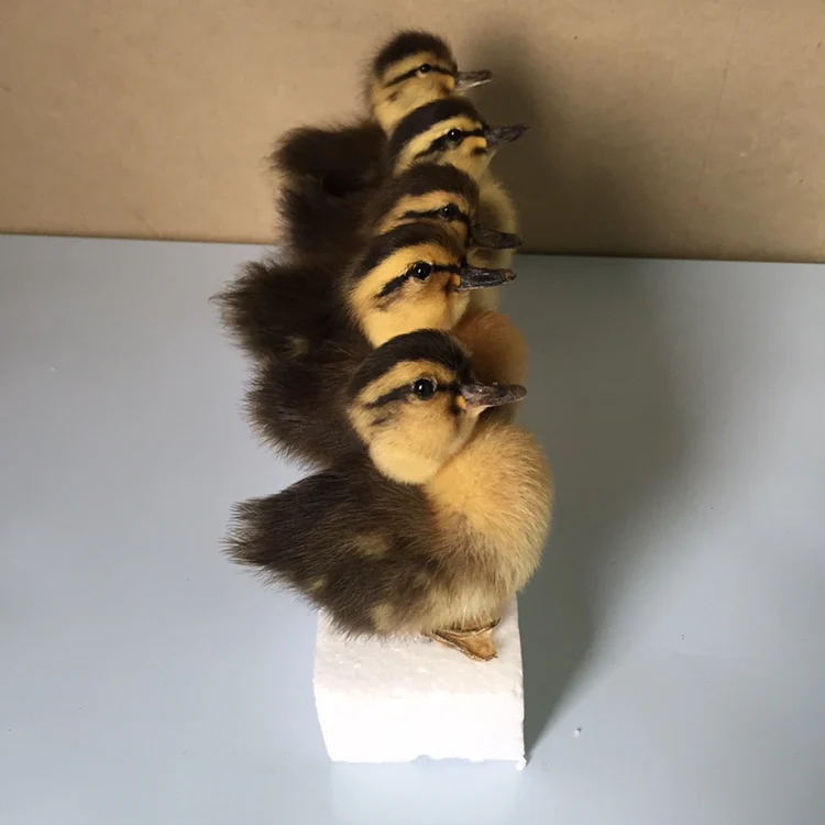 5 шт. желтая/Черная/коричневая утка TAXIDERMY | Тематическая одежда и униформа