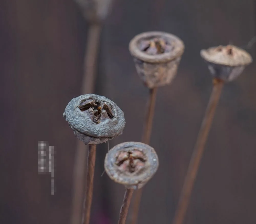 Синий эвкалипт фруктовый если крест одна ветка Природный Стиль витрина