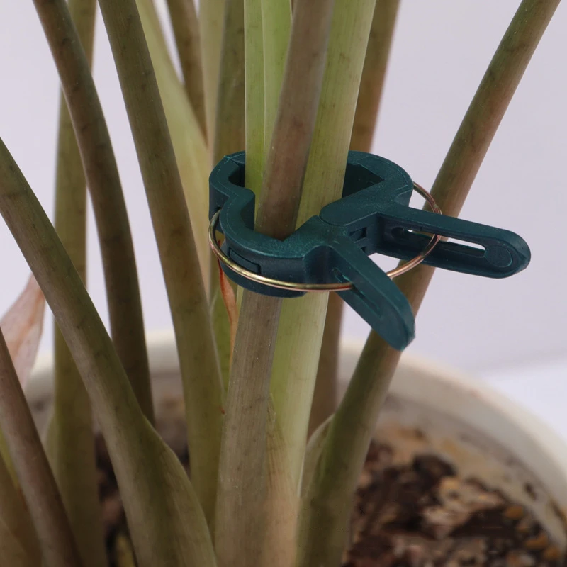

Plant Cages & Supports 20PCS Spring-Loaded Garden Plant And Flower Support Large & Small Plant Clips Plant Support & Care