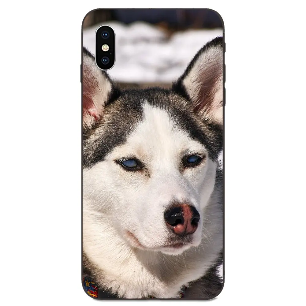 For Huawei nova 2 2S 3i 4 4e 5i Y3 Y5 II Y6 Y7 Y9 Lite Plus Prime Pro 2017 2018 2019 Lovely Alaskan Malamute Siberian Husky Dog | Мобильные