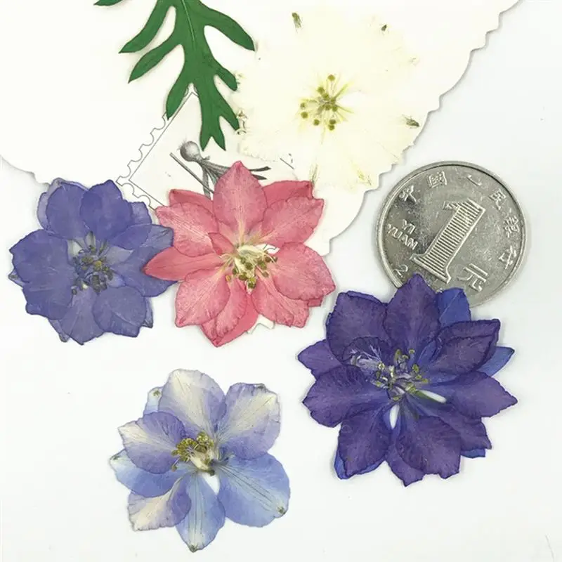 12 шт. сушеные цветы Real Larkspur сделай сам прессованные сухие растения для