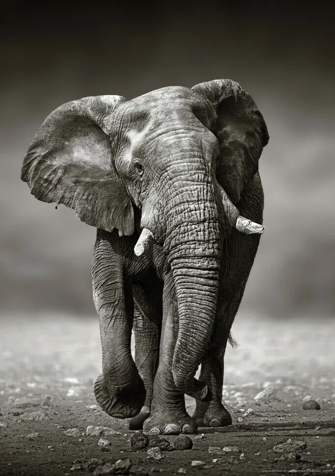 

Шелковый плакат с изображением слона, африканского искусства, 24x36 дюймов