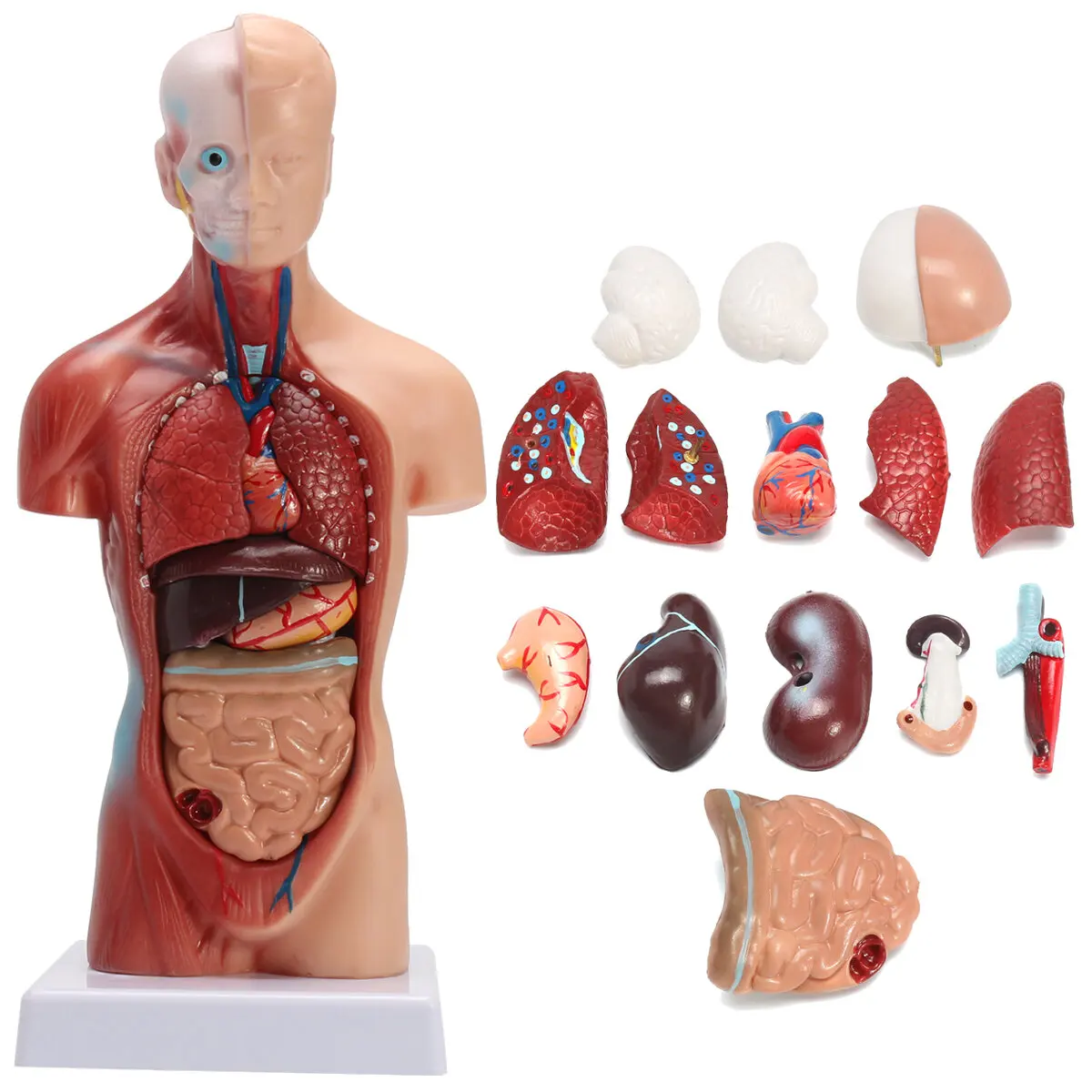 

STEM Human Torso Body Anatomy Model Heart Brain Skeleton School Educational