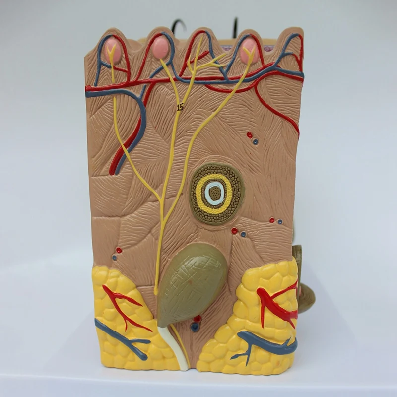 Модель кожи 35x структура и волос увеличивающая модель анатомическая Анатомия для