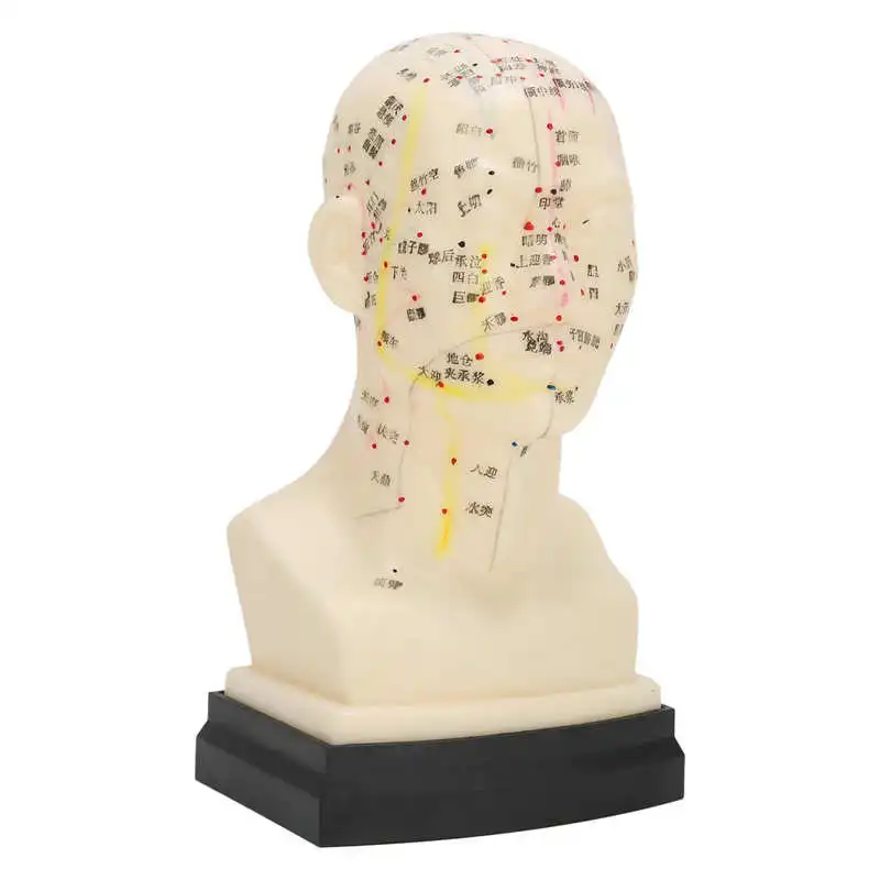 

LifeSize Human Head Acupuncture Points Model 8 inch (20cm) Meridians Study Model