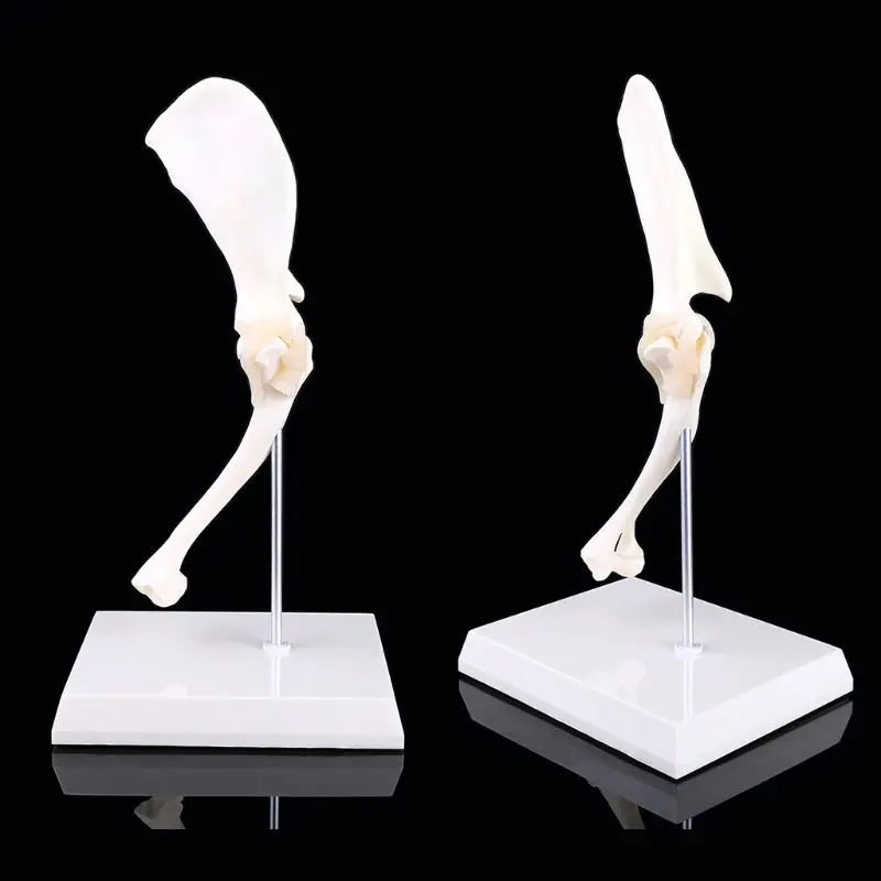 Игрушечная собака плечевого сустава модель ветеринарное преподавания