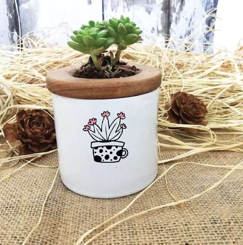 

Кактус дизайн специально живите в горшках Sukulent -7