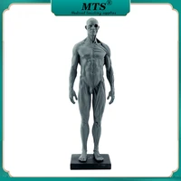 full resin men human body model medical anatomy human muscle teaching model fine arts teaching 8 27 830cm